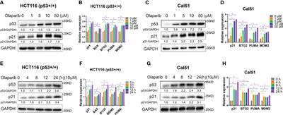 Olaparib Induces RPL5/RPL11-Dependent p53 Activation via Nucleolar Stress